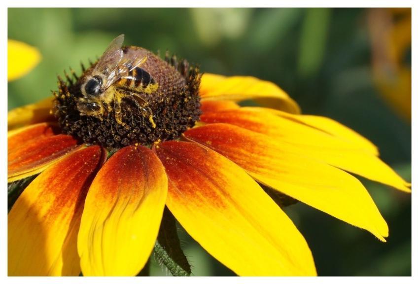 Flower Rudbeckia Flower Wallpaper Nature Backgroun