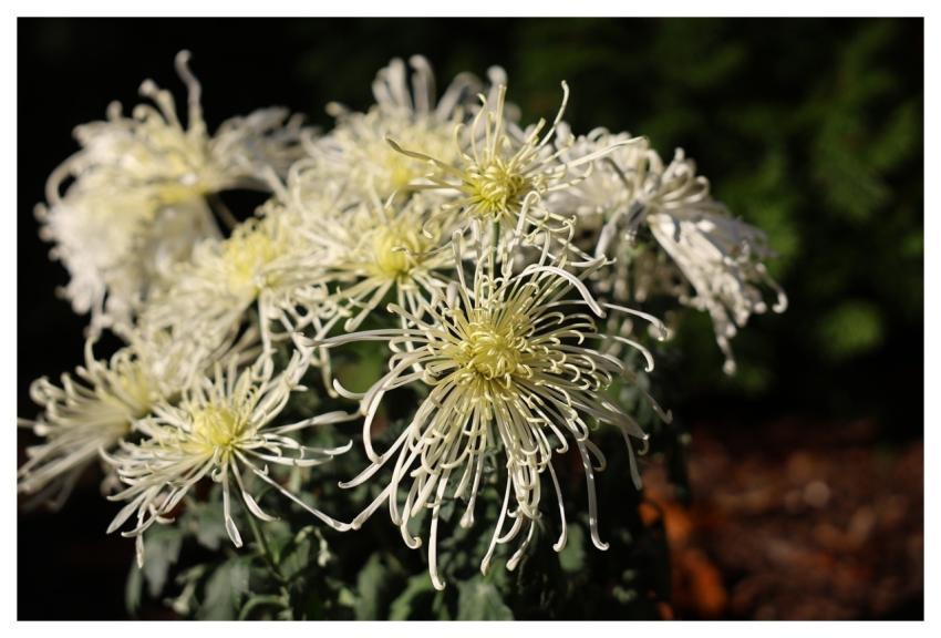 Flower Chrysanthemum Blossom White