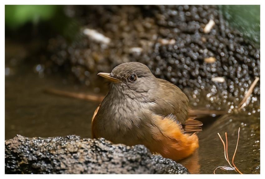 Bird Nature Animal Plumage