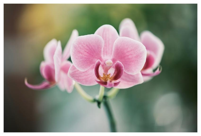 Moth Orchids Wallpaper Hd Hd Wallpaper Beautiful W