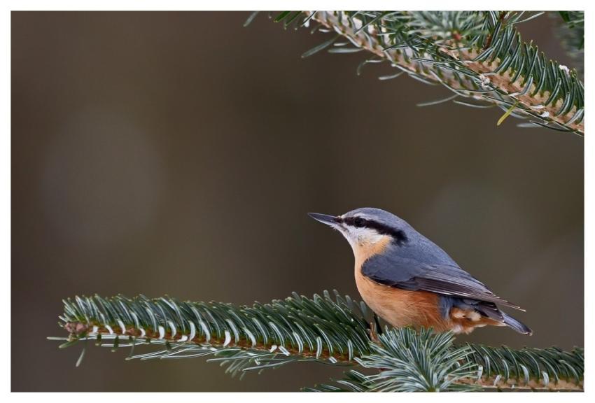 Bird Nuthatch Pine Tree Nature