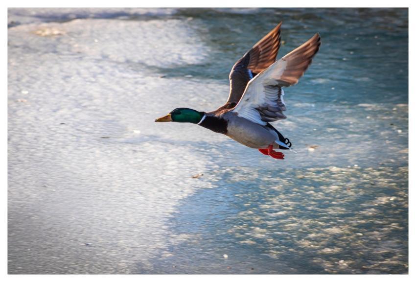 Lake Balaton Hungary Siófok Duck