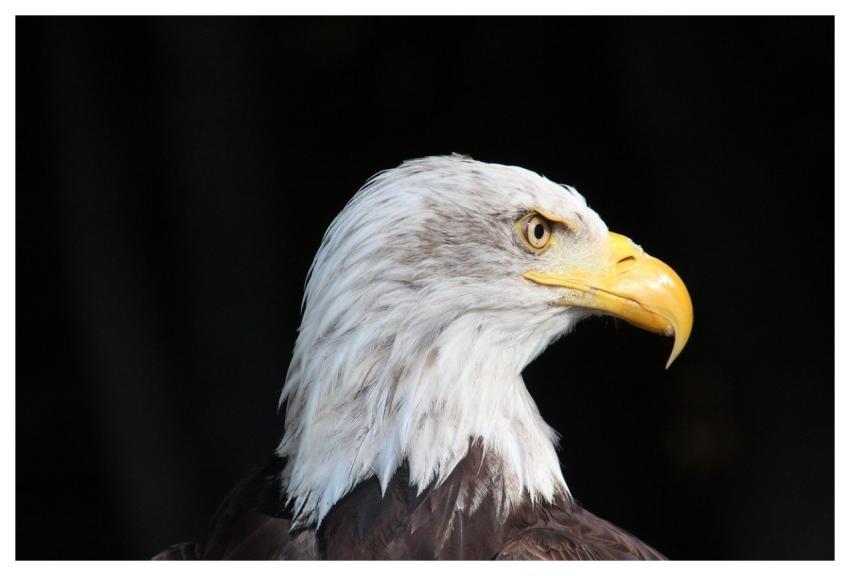 Eagle Bird Head Beak