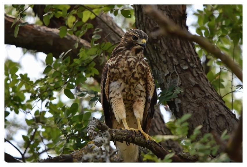 Hawk Bird Nature Animal