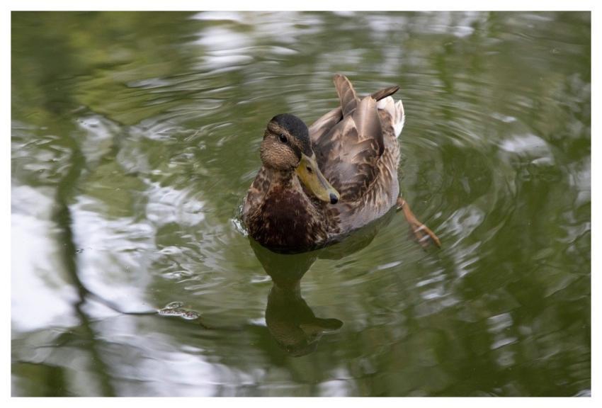 Duck Water Pond Swimming