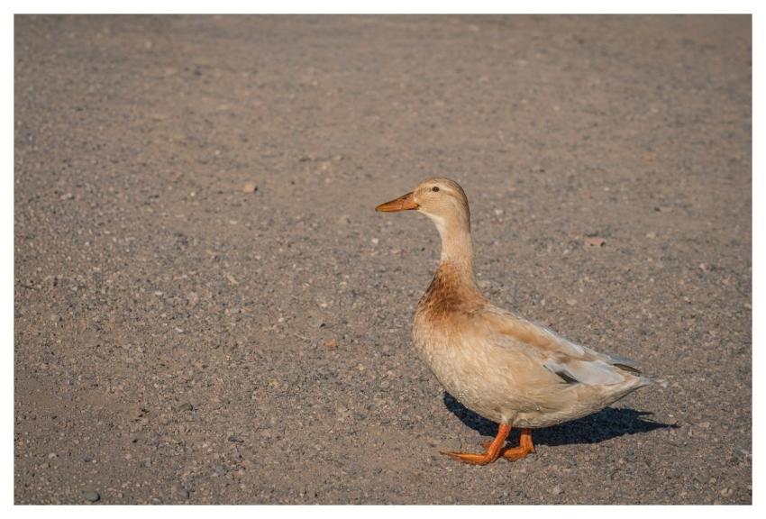 Duck Beach Nature Feathers