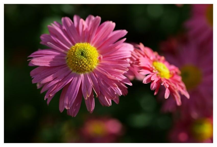 Autumn Asters Garden Nature Beautiful Flowers