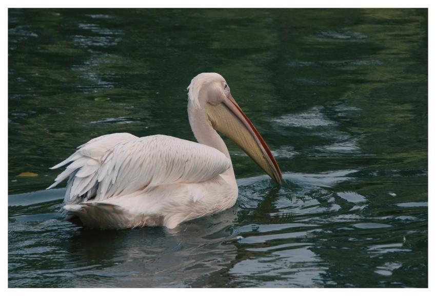 Pelican Bird Plumage Beak