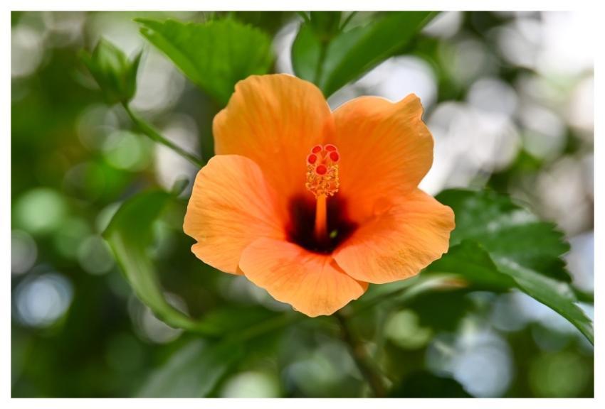 Flower Orange Flower Wallpaper Stamens