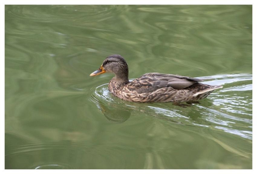 Mallard Duck Bird Plumage