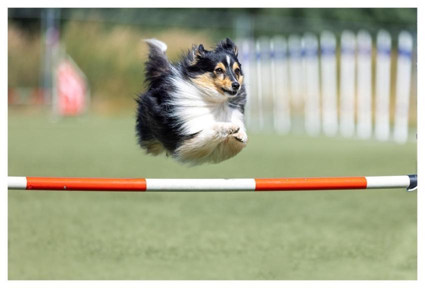 Dog Active Activities Activity