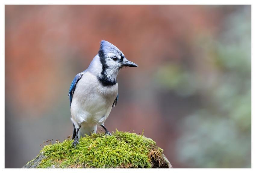 Bluejay Perched Mossy Rock