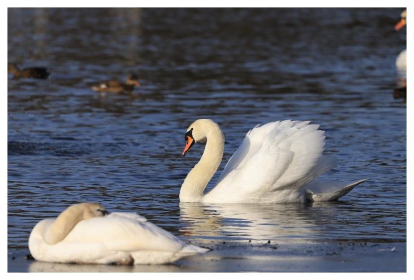 Swans Nature Birds Lake