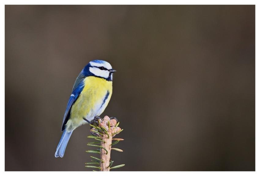 Blue Tit Bird Sitting Twig