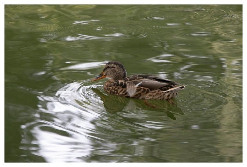 Mallard Bird Duck Plumage