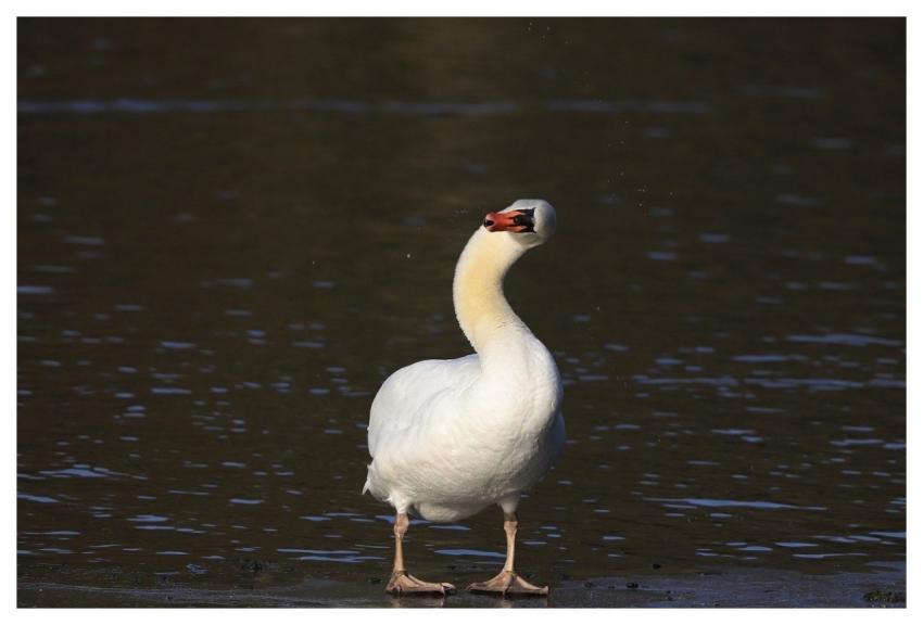 Swan Bird Nature Water Bird