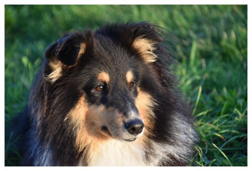 Shetland Sheepdog Tricolor Shetland Sheepdog Knitt