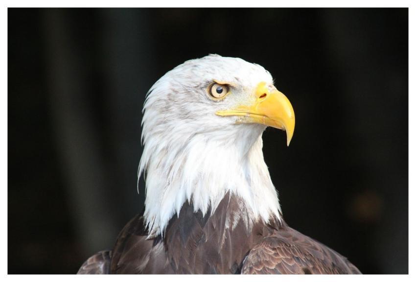 Eagle Bird Of Prey Nature Cool Backgrounds