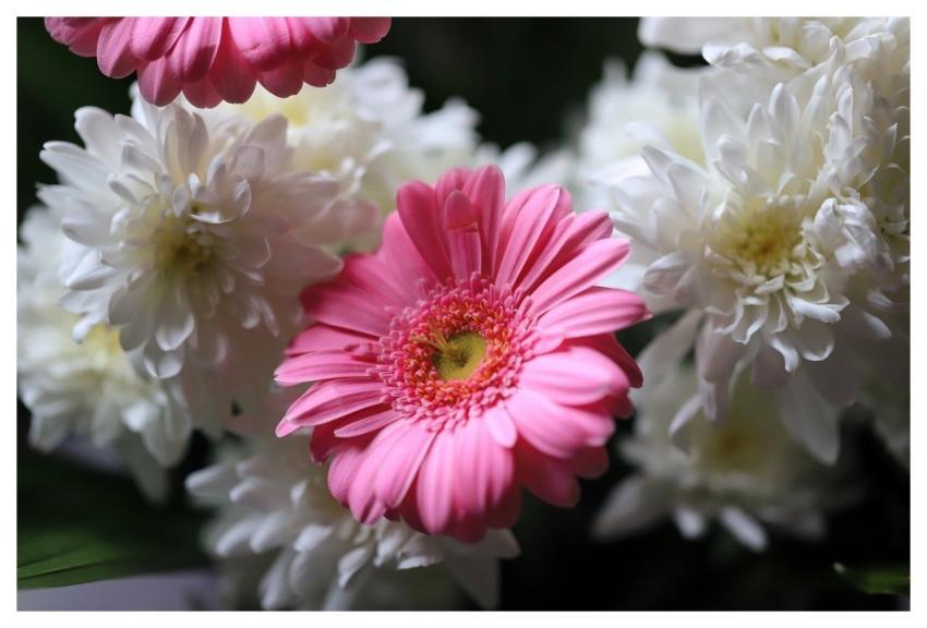 Gerbera Flower Background Nature Blossom