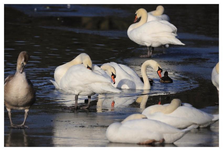 Swans Nature Birds Lake