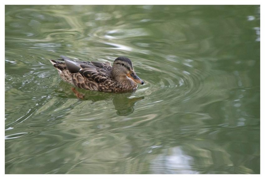 Mallard Duck Bird Feathers