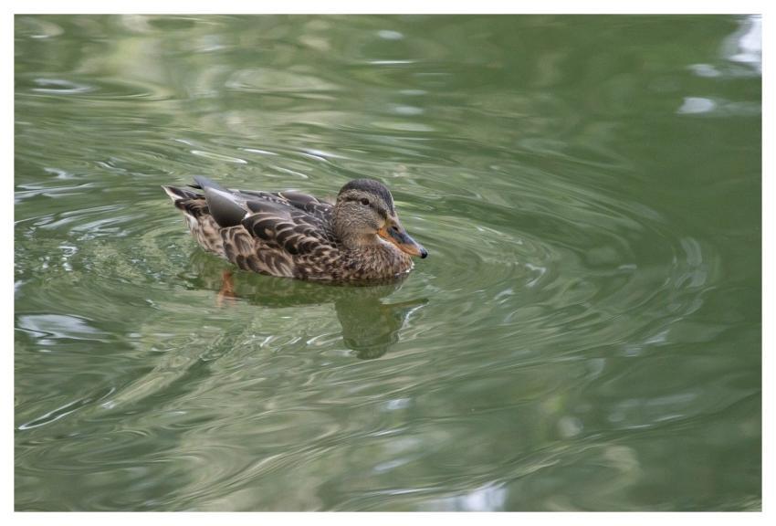 Mallard Duck Bird Feathers
