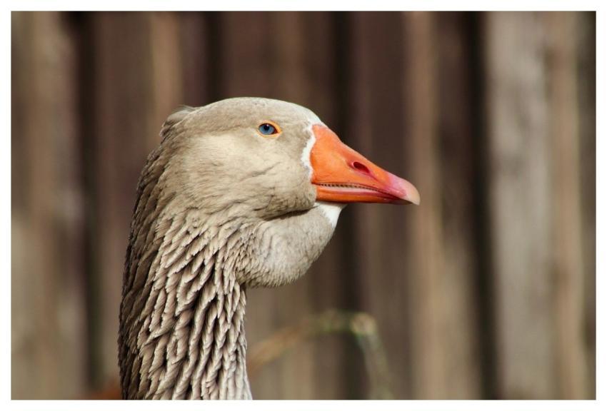 Goose Hausgans Nature Beak