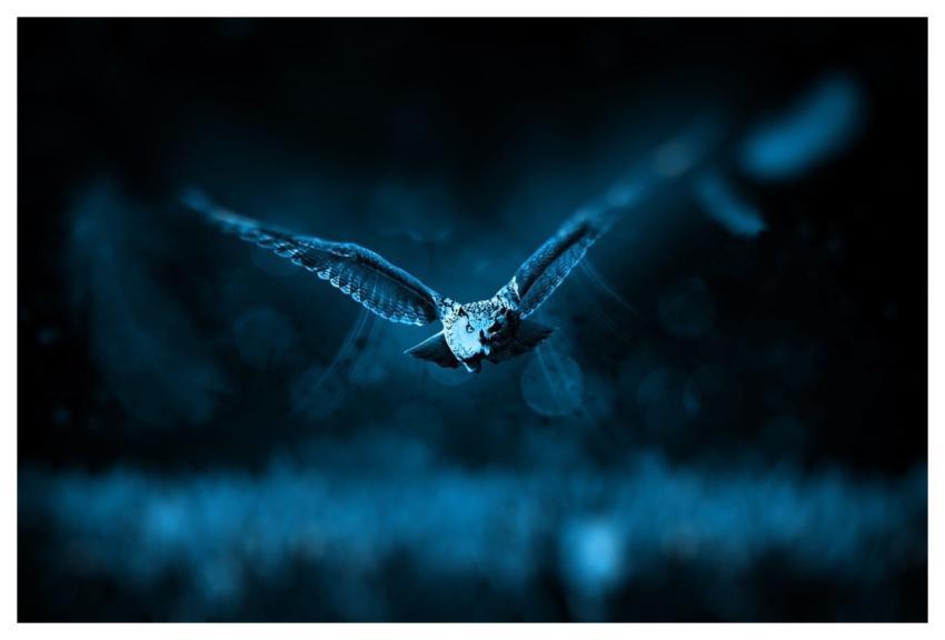 Owl Bird Flying Flight