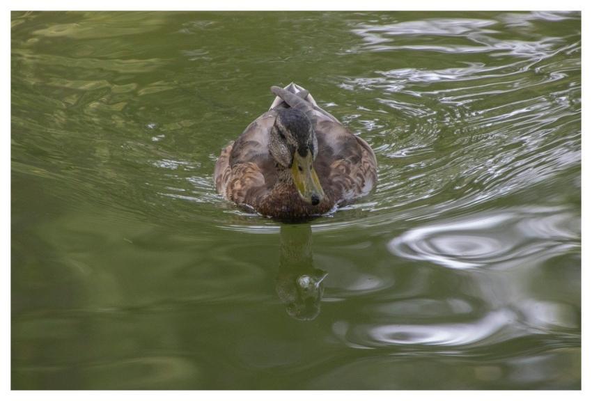 Mallard Pond Ornithology Feathers