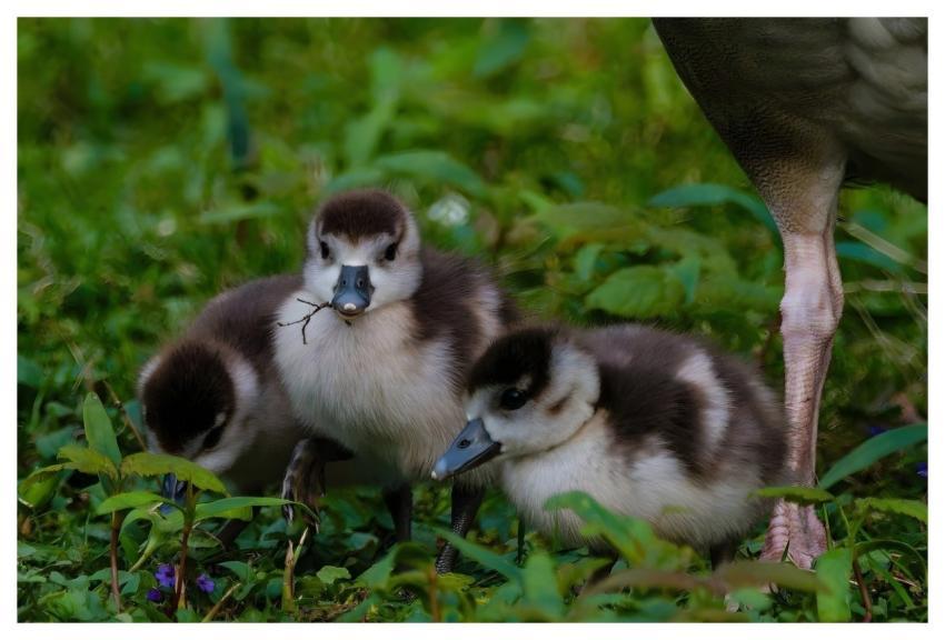 Ducklings Nature Wildlife Bird