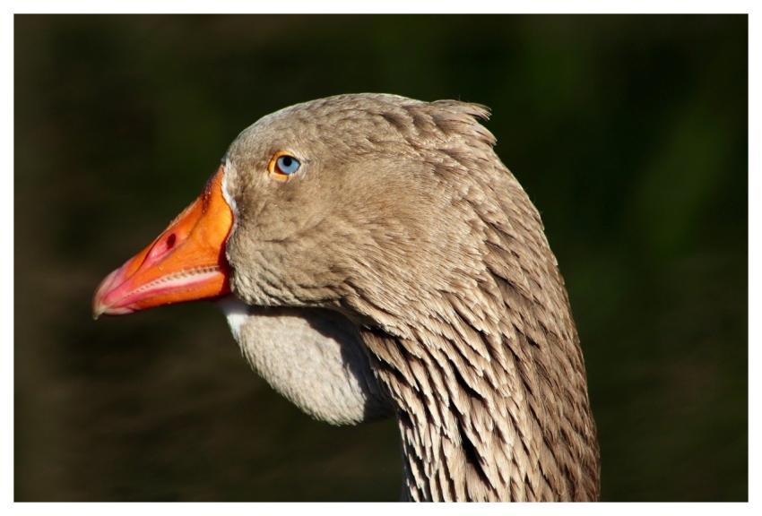 Goose Head Animal Feathers
