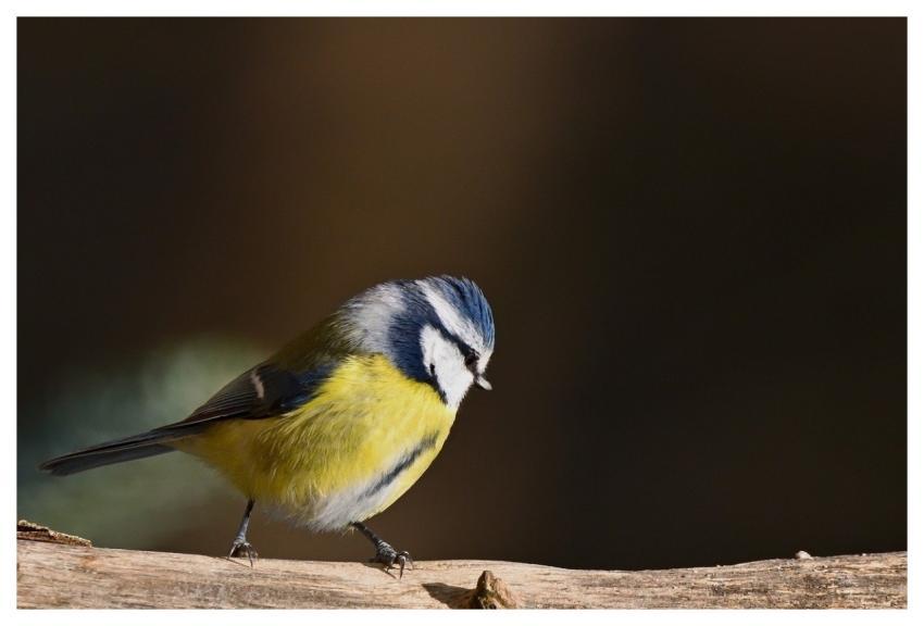 Blue Tit Bird Nature Feather