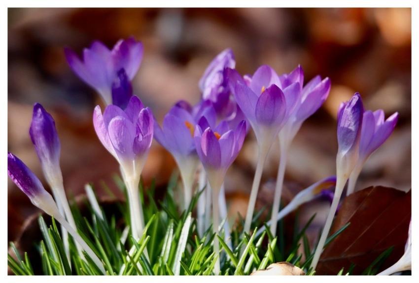 Crocus Spring Purple Flowers