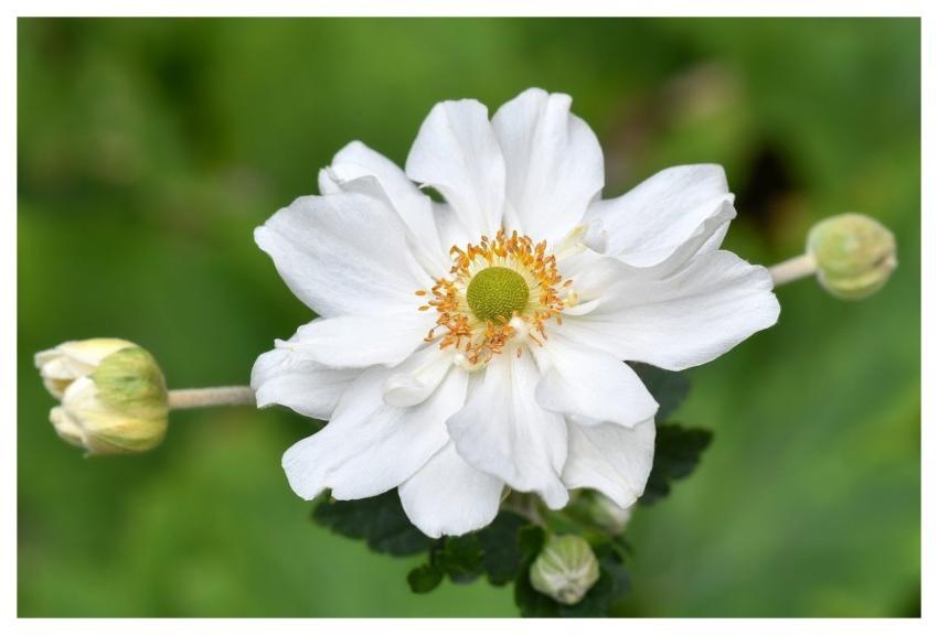 Anemone Flower White Petals