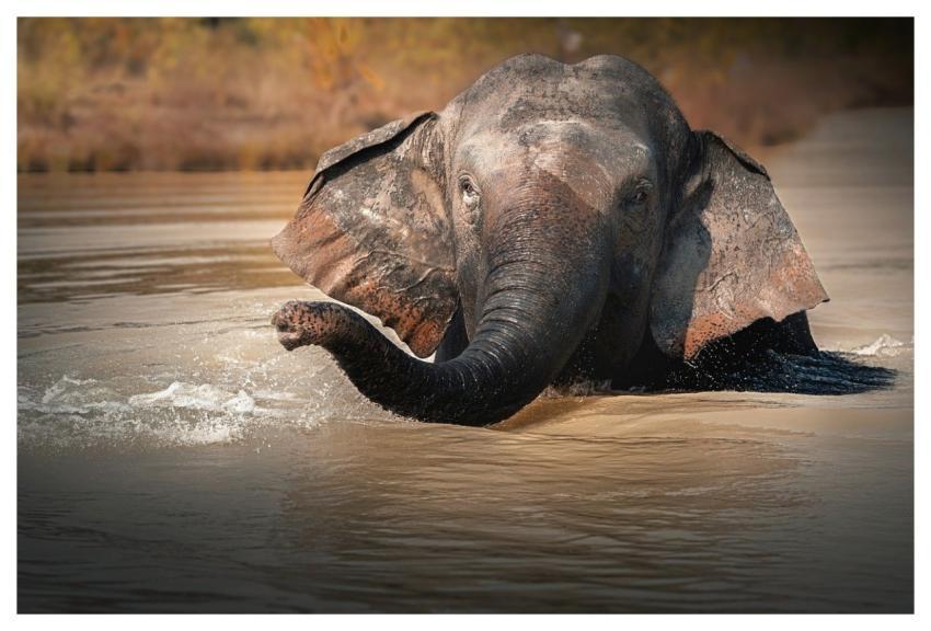 Nature Baby Elephant Nature Park Wildlife