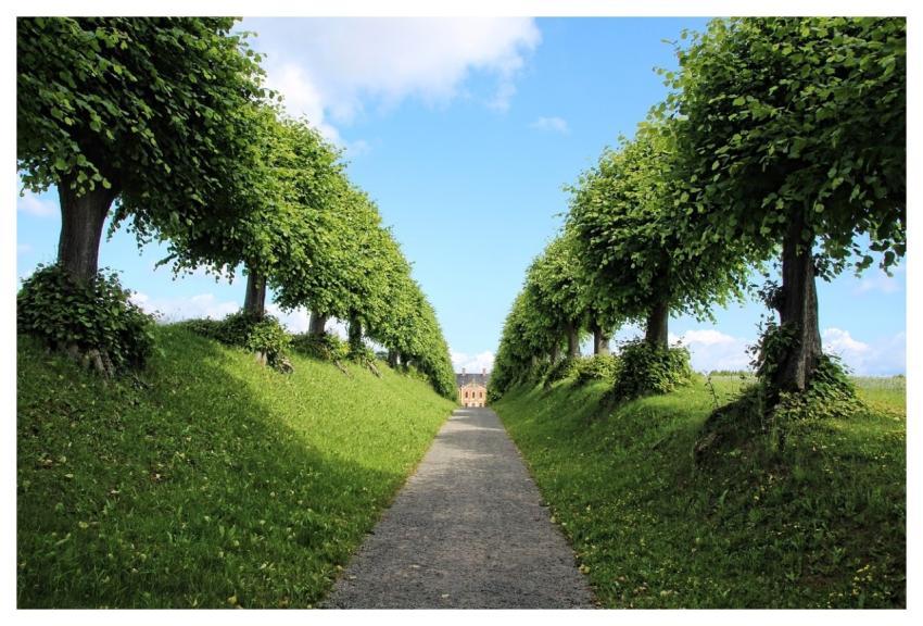 Castle Avenue Trees Nature