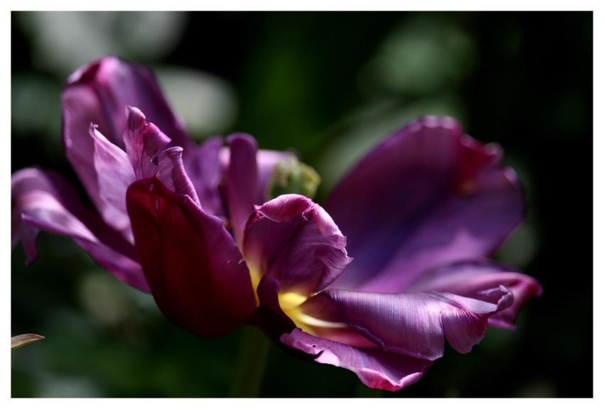 Tulip Blossom Bloom Petals