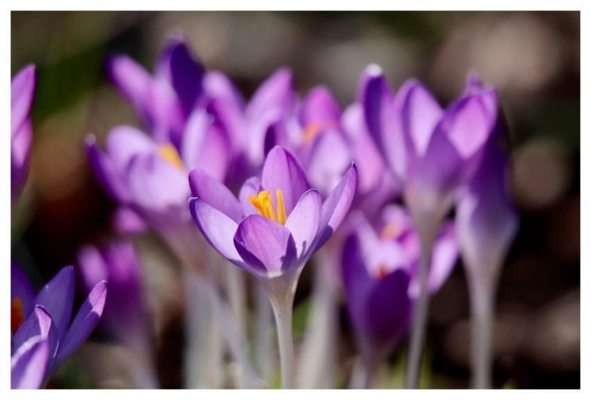Crocus Flowers Spring Purple