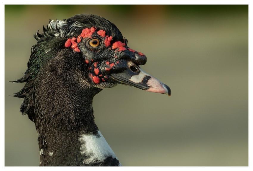 Muscovy Duck Duck Bird Waterfowl