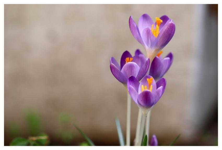 Crocuses Early Bloomers Purple Blossoms Spring