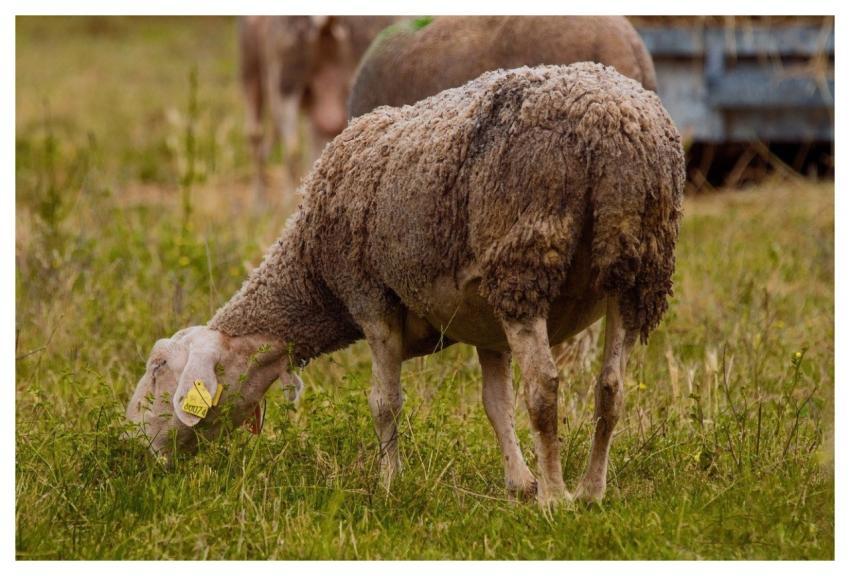 Sheep Nature Animal Wool