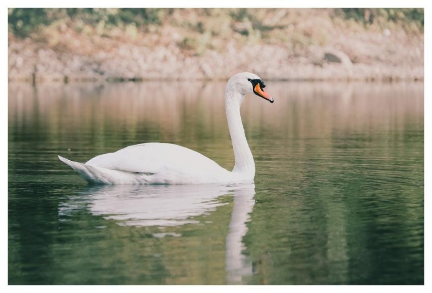 Swan Mute Swan Water Bird Lake