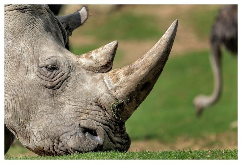 Rhinoceros Animal Wild Savannah