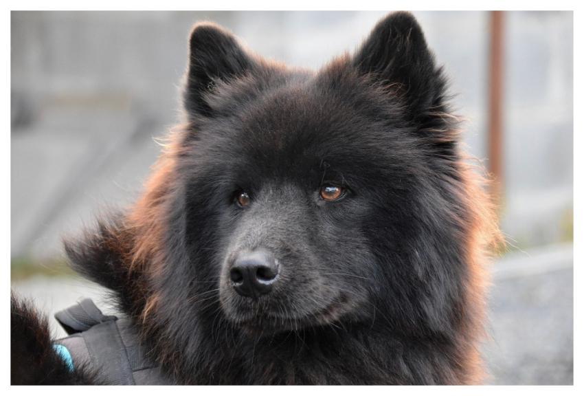 Eurasier Black Eurasier Eurasier Plou Animal