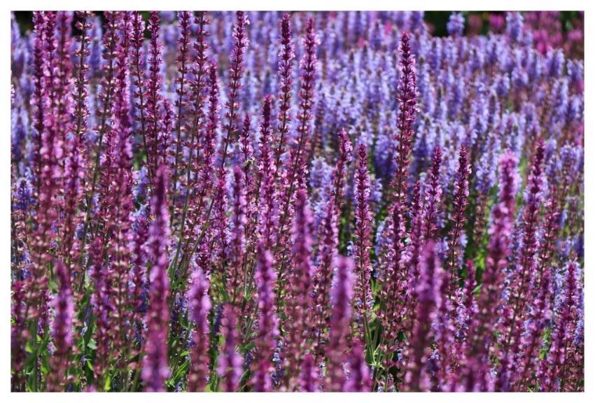 Steppe Sage Flower Wallpaper Nature Flowers