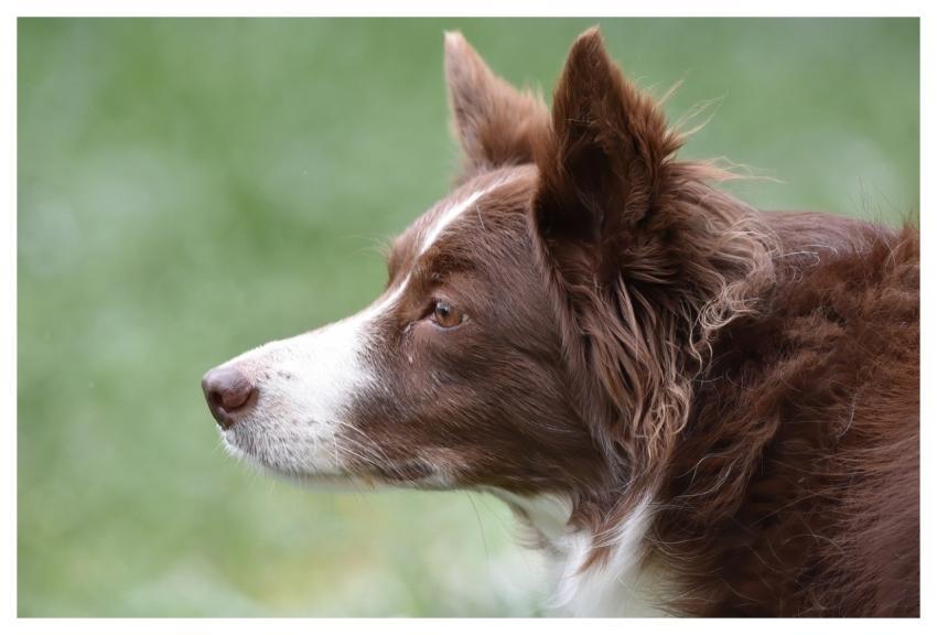 Border Collie Dog Pet Animal
