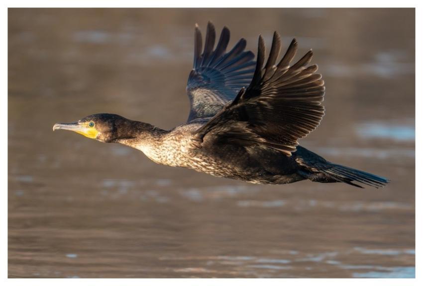 Cormorant Flying Winter Bird