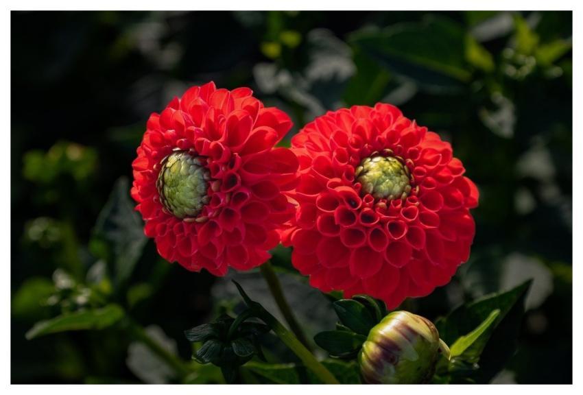 Flower Dahlia Blossom Bloom