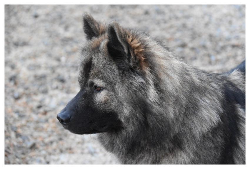 Eurasier Eurasier Plinn Dog Animal