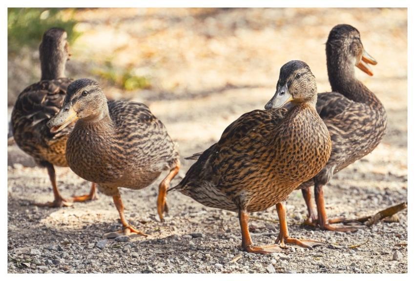 Mallard Nature Duck Water Bird